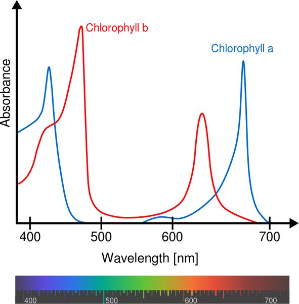 Absorption Spectrum