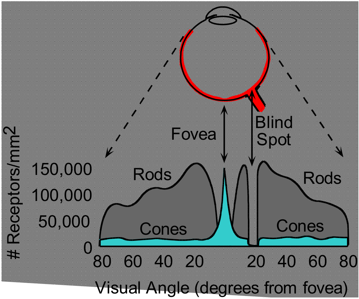 Distribution of Rods and Cones